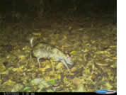 Lesser mouse deer
